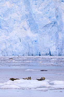 Harbour Seals (Phoca Vitulina) on an iceberg, blue ice of Aialik Glacier, Kenai Fjords National Park, near Seward, Alaska, United States of America, North America