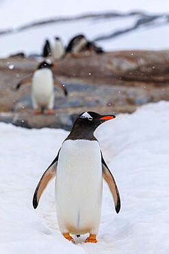 Gentoo penguin (Pygoscelis papua) in snow, colony behind, Damoy Point, Wiencke Island, Antarctic Peninsula, Antarctica, Polar Regions