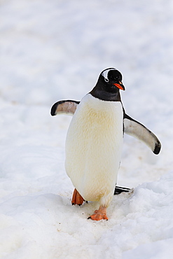 Gentoo penguin (Pygoscelis papua), Cuverville Island, Errera Channel, Danco Coast, Antarctic Peninsula, Antarctica, Polar Regions