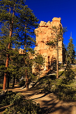 Rock and pine trees lit by early morning sun in winter, Queen's Garden Connecting Trail, Bryce Canyon National Park, Utah, United States of America, North America