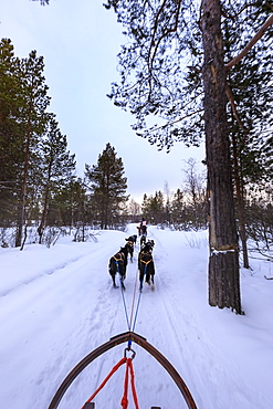 Alaskan husky pulled dog sleds speed through snowy forest, twilight in winter, Alta, Finnmark, Arctic Circle, North Norway, Scandinavia, Europe