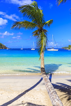 Stunning Saltwhistle Bay, yachts, white sand beach, blue sea, overhanging palm trees, Mayreau, Grenadines, St. Vincent and The Grenadines, Windward Islands, West Indies, Caribbean, Central America