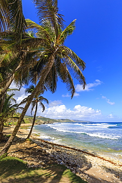 Bathsheba, windswept palm trees, Atlantic waves, rugged East Coast, Barbados, Windward Islands, West Indies, Caribbean, Central America