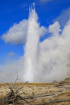 Grand Geyser erupts, forcing steam high into the air, Upper Geyser Basin, Yellowstone National Park, UNESCO World Heritage Site, Wyoming, United States of America, North America