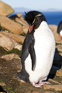 Rockhopper penguin (Eudyptes chrysocome) on a rocky coastline, the Neck, Saunders Island, Falkland Islands, South America