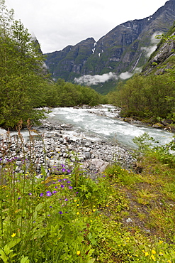 Roaring river, wildflowers and mountains, Lodal Valley near Kjenndalen Glacier, Loen, Norway, Scandinavia, Europe