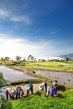 Rice farmers in rice paddy fields, Tana Toraja, Sulawesi, Indonesia, Southeast Asia, Asia