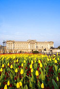 The facade of Buckingham Palace, the official residence of the Queen in London, showing spring flowers, London, England, United Kingdom, Europe