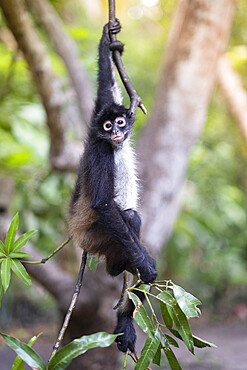 Critically Endangered Nicaraguan sub-species of the Black-handed (Geoffroy's) spider monkey (Ateles geoffroyi geoffroyi), El Salvador, Central America