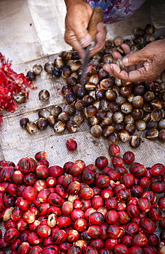 Detail of a woman separating mace from nutmegs, Banda, Maluku, Spice Islands, Indonesia, Southeast Asia, Asia