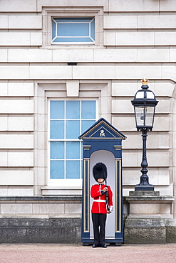 A royal guard outside Buckingham Palace, official residence of the Queen in Central London, London, England, United Kingdom, Europe