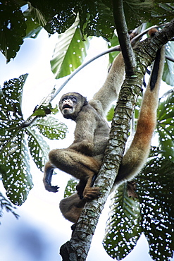 Critically endangered Northern Muriqui (woolly spider monkey) (Brachyteles hypoxanthus) in Brazil's Atlantic coastal rainforest, Minas Gerais, Brazil, South America