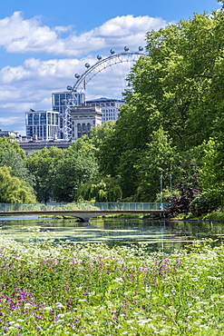 Spring flowers in the royal park with the London Eye and buildings on Whitehall, St. James's Park, Westminster, London, England, United Kingdom, Europe