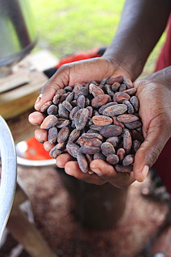 Cacao (cocoa) beans freshly harvested and ready for making into chocolate, Belize, Central America