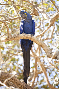 Hyacinth macaw (Anodorhynchus hyacinthinus) (hyacinthine macaw), Brazil, South America