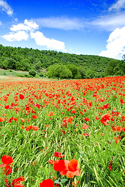 Poppy fields near Covarrubias, Castile and Leon, Spain, Europe