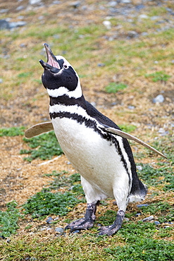 Magellanic penguin (Spheniscus magellanicus) calling, giving a warning call, Patagonia, Chile, South America