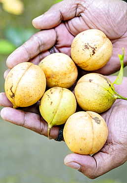 Nutmegs, Spice Islands, Moluccas (Maluku), Indonesia, Southeast Asia, Asia