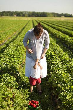 Mother and son picking strawberries in field