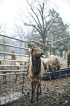 Elk standing by fence on ranch