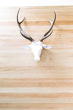 Deer skull with antlers hanging on wall