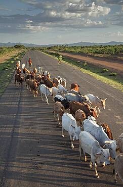 Herd of cattle walking on road