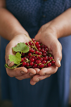 Hands holding red berries