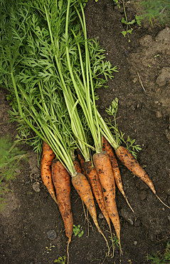 Close up of carrots in dirt