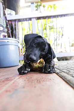 Dog laying on floor chewing on treat