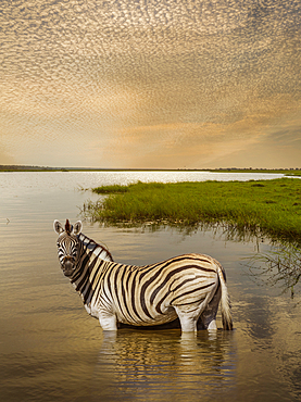 Zebra wading in river