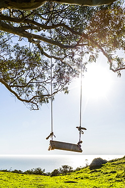 Tree swing near ocean