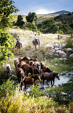 Caucasian cowboys herding horses across creek