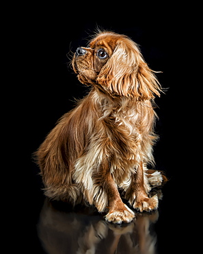 Portrait of dog looking away