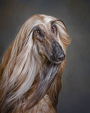 Portrait of dog