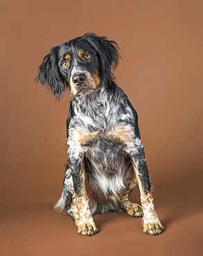 Portrait of sitting dog