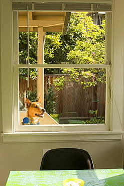 Dog in backyard peering in window