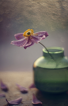 Fallen petals of flower in vase