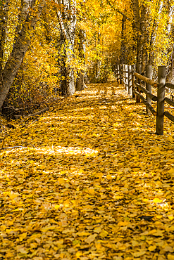 Wooden fence in autumn