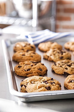 Tray of fresh chocolate chip cookies