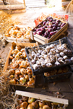 Cartons of onions on barn floor