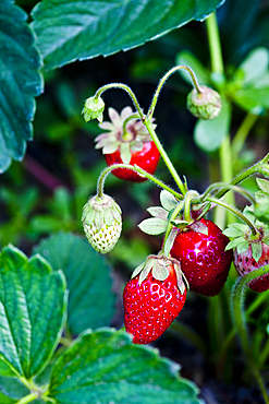 Strawberries growing