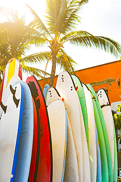 Surfboards under palm tree