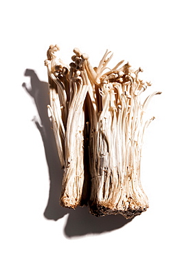 Enoki mushrooms