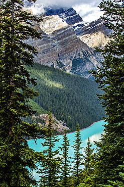 Trees over mountain lake