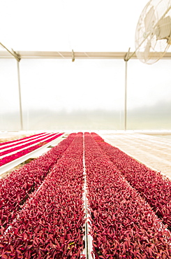 Rows of red plants in greenhouse