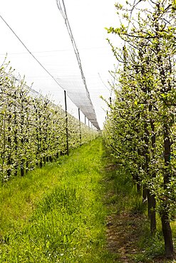 Rows of vines growing in vineyard