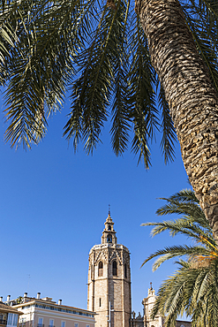 Spain, Valencia, Bell tower of Valencia Cathedral and palm trees