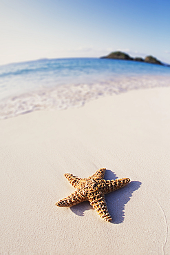 Starfish on sandy topical beach