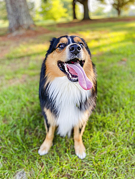 USA, Virginia, Blacksburg, Black Tri Australian Shepherd sitting on grass