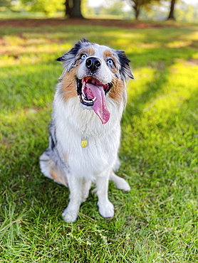 USA, Virginia, Blacksburg, Blue Merle Australian Shepherd sitting on grass